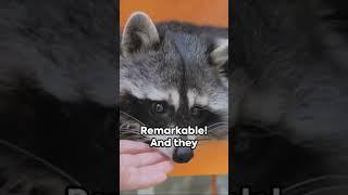 30-Second Raccoon Fact Explosion #racoon #facts #aistory #learnwithai