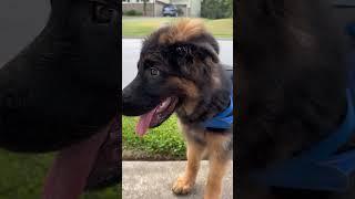 Sammy The German Shepherd Puppy #shorts