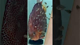 Нові малюки Супер пантер швидко зростають. #discus , #cichlid .