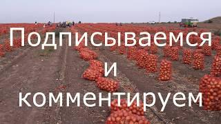 Сушка лука.Температуры при сушке лука.Ожоги лука. Drying onions.Temperatures for drying onions burns