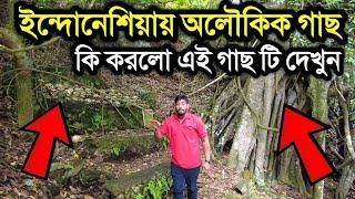 ইন্দোনেশিয়ায় দেখা মিললো অলৌকক গাছ যা মানুষের দেহ থেকে শুষে নেই সবকিছু 