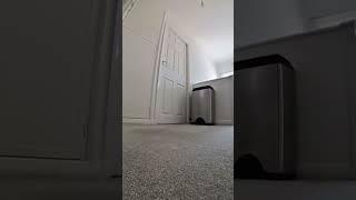 Мама семерых котят 