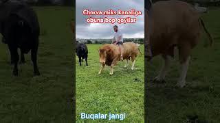 CHORVA MIKS KANALIGA OBUNA BOP QOYILAR