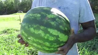 Picking & Tasting our 1st Yellow Watermelon! Grown in Maine Zone 5a