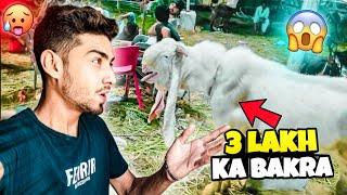 Chand Raat Vlog  | 3 Lakh Ka BAKRA  | Bakra Mandi | Kaif Vlogs ️