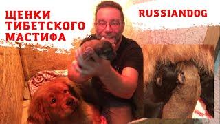 ЩЕНКИ ТИБЕТСКОГО МАСТИФА | из питомника собак РашенДог (RussianDog) 2021 год