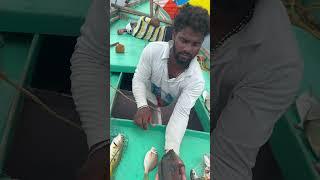 #fish #Fisherman #️ #beachfishing #fishing #fishingmethods #fishingtechniques #fishing #crab