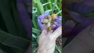 Our first iris bloom of the year! #garden #gardening #flowers #flower