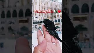 Ababeel bird‍⬛‍⬛#ababeel #birds #youtubeshorts