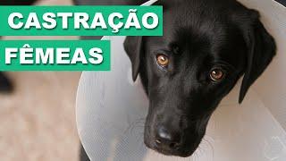 Castração em fêmeas - Dicas Veterinárias