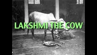 Talks on Sri Ramana Maharshi: Narrated by David Godman - Lakshmi the Cow