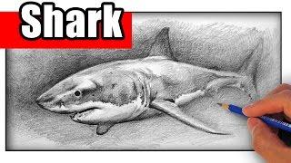 How to Draw a Shark with Pencil