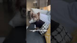 OMG#chihuahua #cutepuppy #shorts