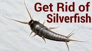 How to Get Rid of Silverfish | 6 Ways To Get Rid Of Silverfish