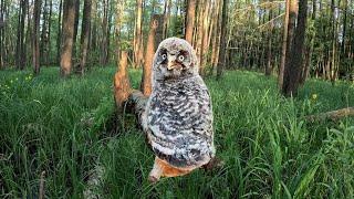 An unexpected meeting of cute owls in the forest | Film Studio Aves