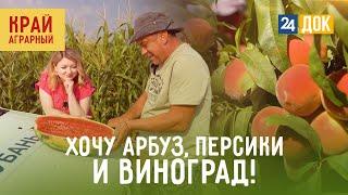 Где растут самые вкусные персики, арбузы и виноград? КРАЙ АГРАРНЫЙ