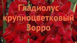 Гладиолус крупноцветковый Зорро (gladiolus zorro)  обзор: как сажать, луковицы гладиолуса Зорро