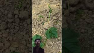 Weighing down vines to prevent wind damage #smartfarming #organicfarming #gardeningtips