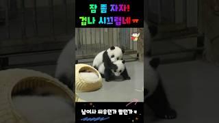 잠 좀 자자 #panda #판다 #熊猫