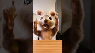 When your friend thinks he can sing  #squirrel #egofilm