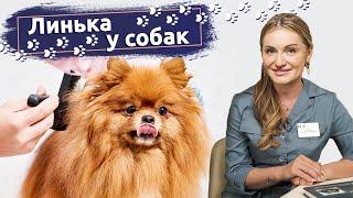 Почему собака линяет: Причины и нормы линьки у собак, а также способы ухода в период линьки