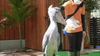 shoebill ハシビロコウ クラッタリングとあいさつ