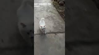 Get ready to fight #dogs #dogshorts  #dogslife  #golu_the_spuer_dog