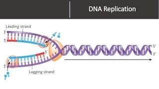 DNA REPLICATION