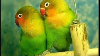 Parrots sing