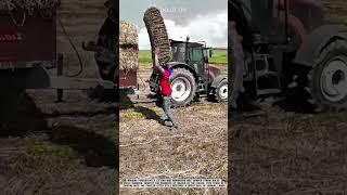 Farmers Lift and Stack Straw Bale Manually | Agricultural Post-Harvest Hard Work
