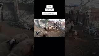 علامة واحدة تكشف أمراض الغنم قبل فوات الاوان ️