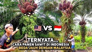 Panen Sawit Di Indonesia Ternyata Seperti ini!! Beda Jauh Dengan Cara Panen Kelapa Sawit Di Malaysia