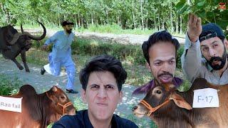 Sanda Shepherd | Eid ul adha Qurbani