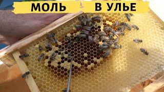 How to deal with wax moth? | Secrets of beekeeping