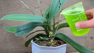 Great! Even weak orchids take root and bloom like crazy