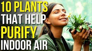 10 Plants To Purify Air In The House | Air Purifying Indoor Plants