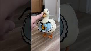 #pets #funny 