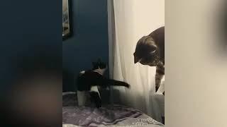 FUNNY & CUTE CATS