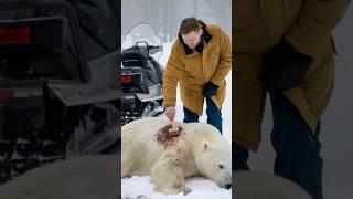 A polar bear injured for a long time was helped by a kind man to bandage his wound