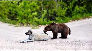 Kangal VS Grizzly Bear Encounter Face to Face!