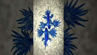SOMETHING BEAUTIFUL SOMETIMES KILLS YOU!#bluedragons #seaslug #animal #calmwhale #beautifulanimals