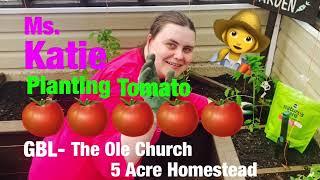 Ms. Katie Planting Tomato in Our Greenhouse #tomato #greenhouse #tomatoplants