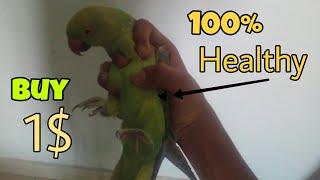 How to buy a healthy parrot/parrot mania