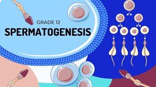 Human Reproduction  Spermatogenesis