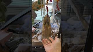 Poppy the Prairie Dog goes WAHOO!!! #prairiedog #cute #wahoo