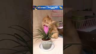 Котики -  мастерские актеры ️ #истории #история #новости #новость #shorts