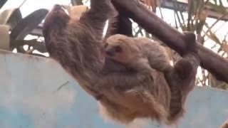 나무늘보 정말 느리다 _ Sloth very slow _ 20140517