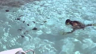 Египет,Хургада,coral island Abu Hasheesh /Sahl Hasheesh/ HD video