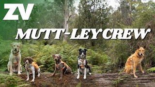 Meet the Dog Squad! Zoos Victoria’s Wildlife Detection Dog Squad