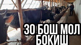 UY SHAROITIDA 30 BOSH MOL BOQISH VA MOLXONA QURISH апреля 2021 г.